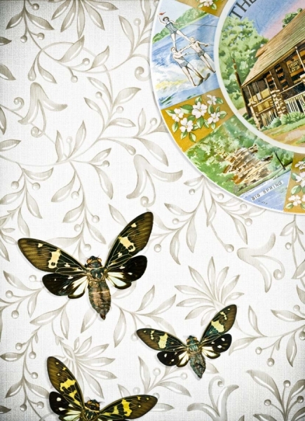 Photograph Andy Goodwin Moth Plate on One Eyeland